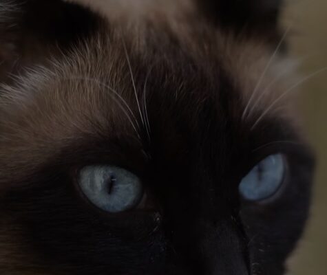 Balinese Cat: Recognizing This Breed’s Long Fur and Social Behavior