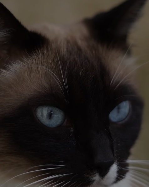 Balinese Cat: Recognizing This Breed’s Long Fur and Social Behavior