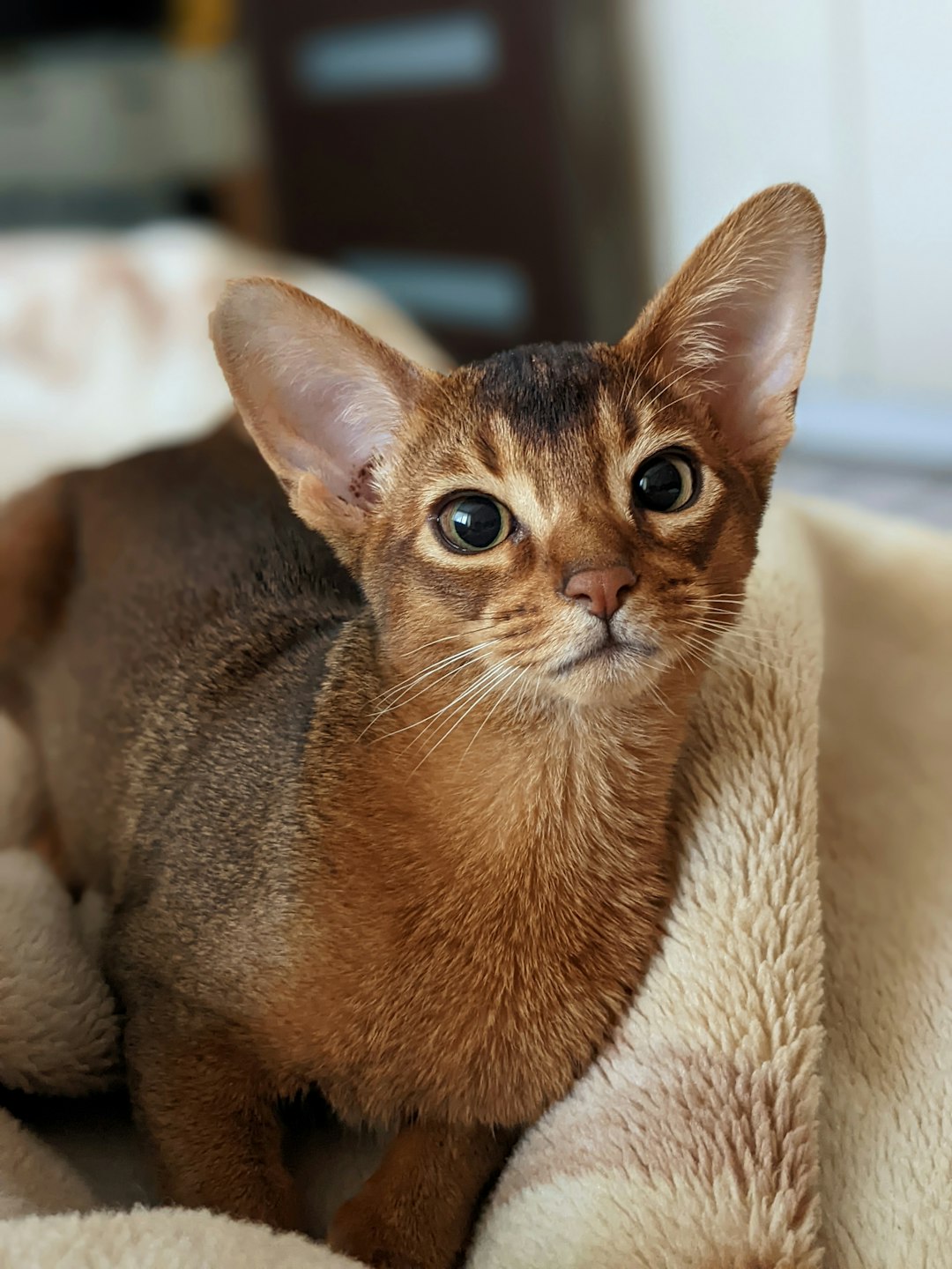 bengal and domestic short hair cat mix