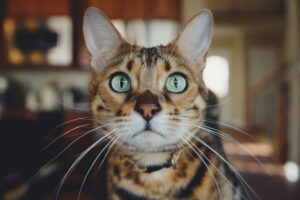 bengal tabby cat