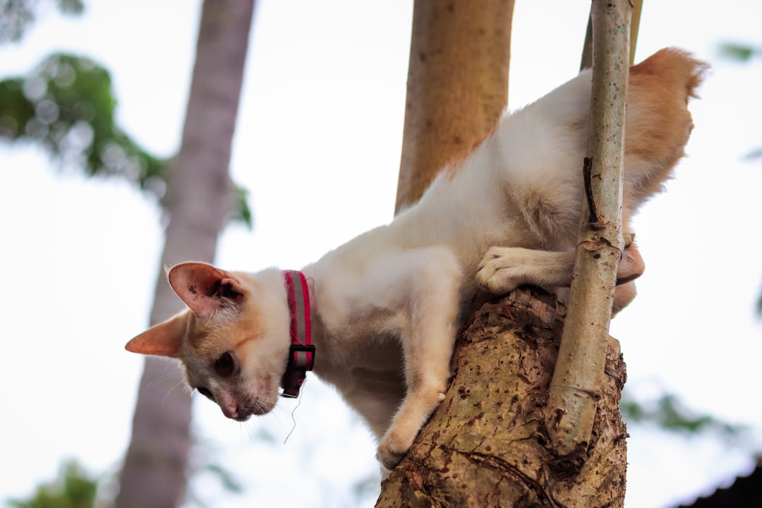 Tall Cat Trees