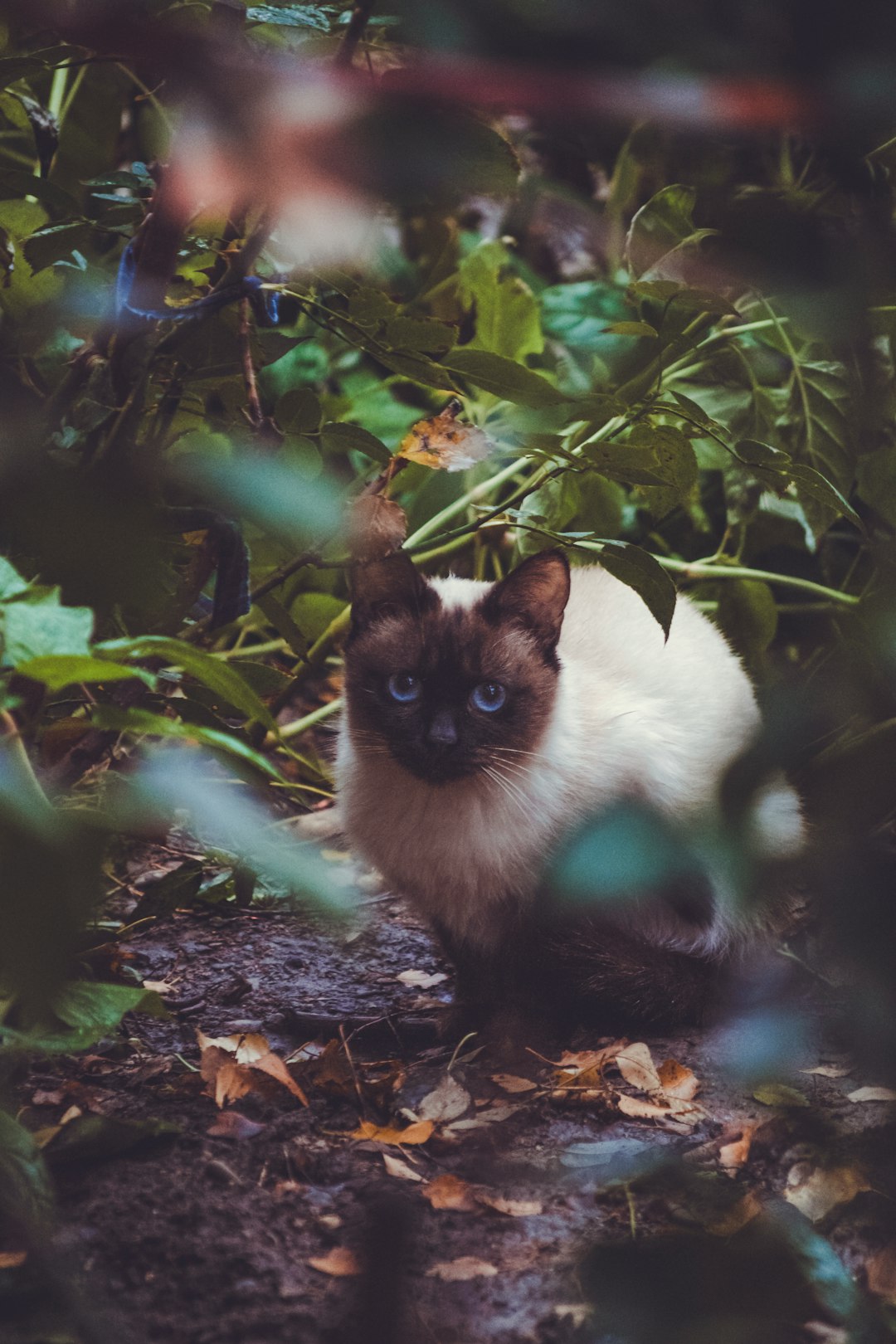 Blue Wilderness cat food