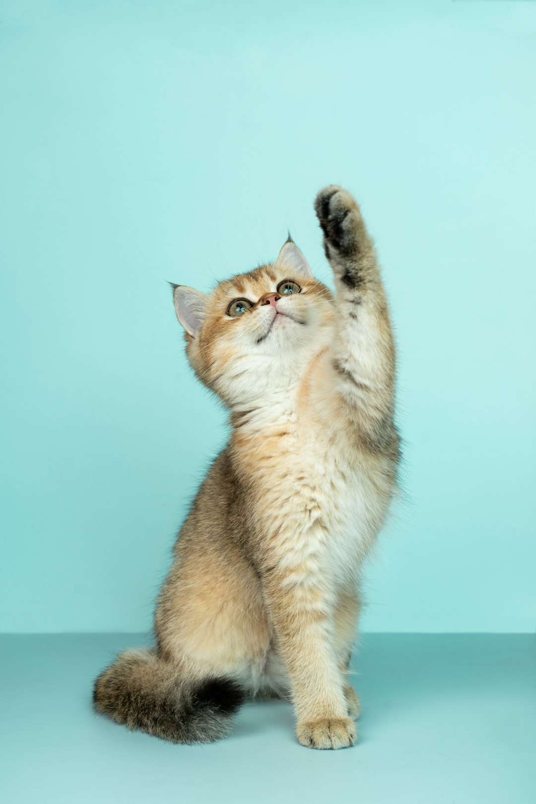 brown kitten