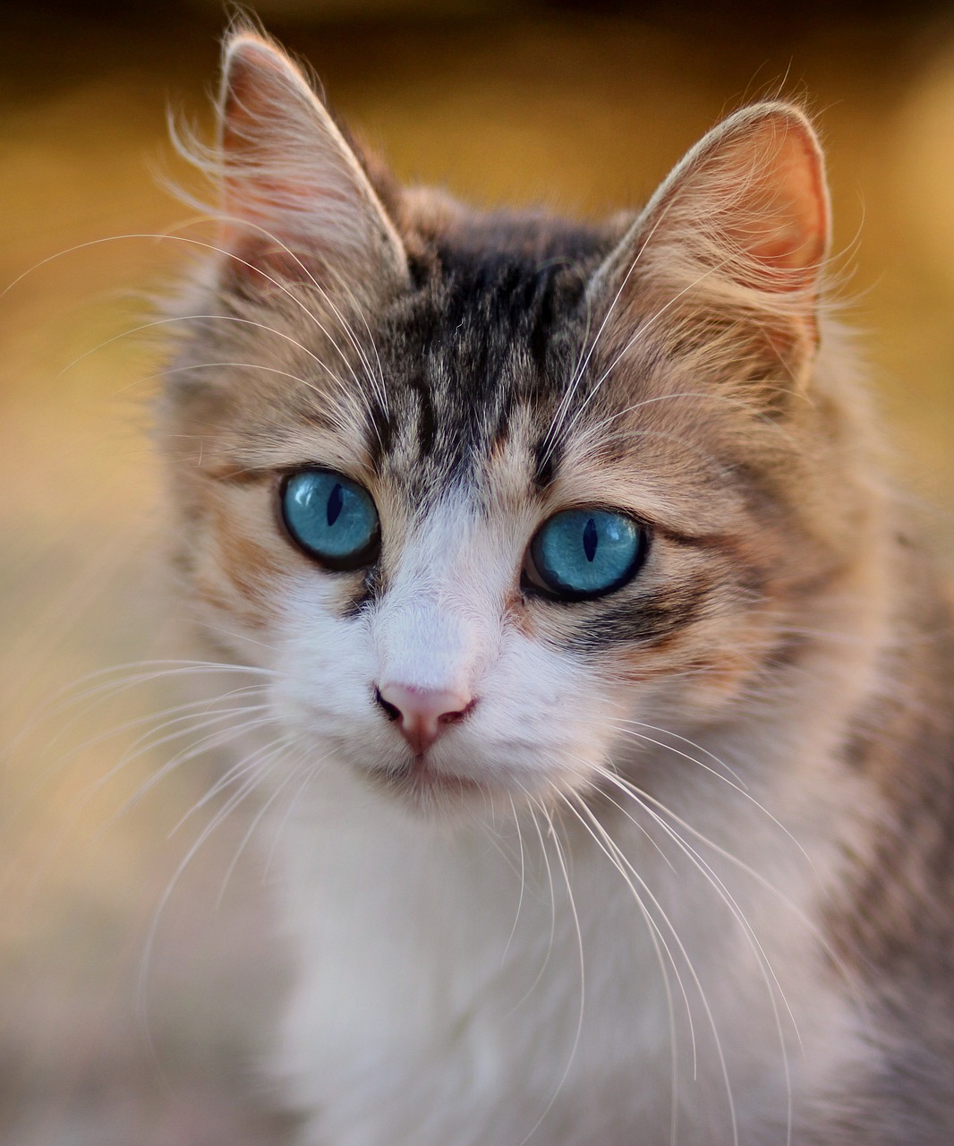 Burmese cat