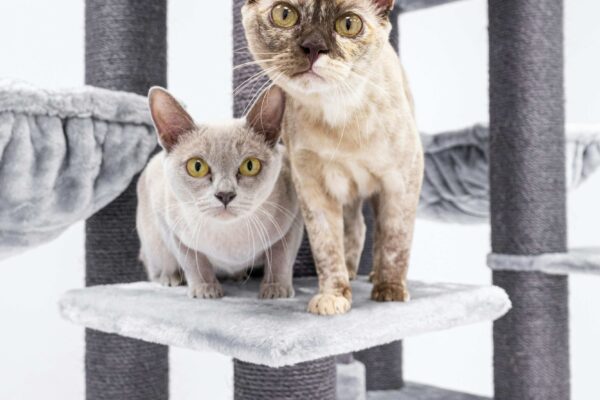 Burmese Cat: Caring for a Breed with Strong Emotional Connections