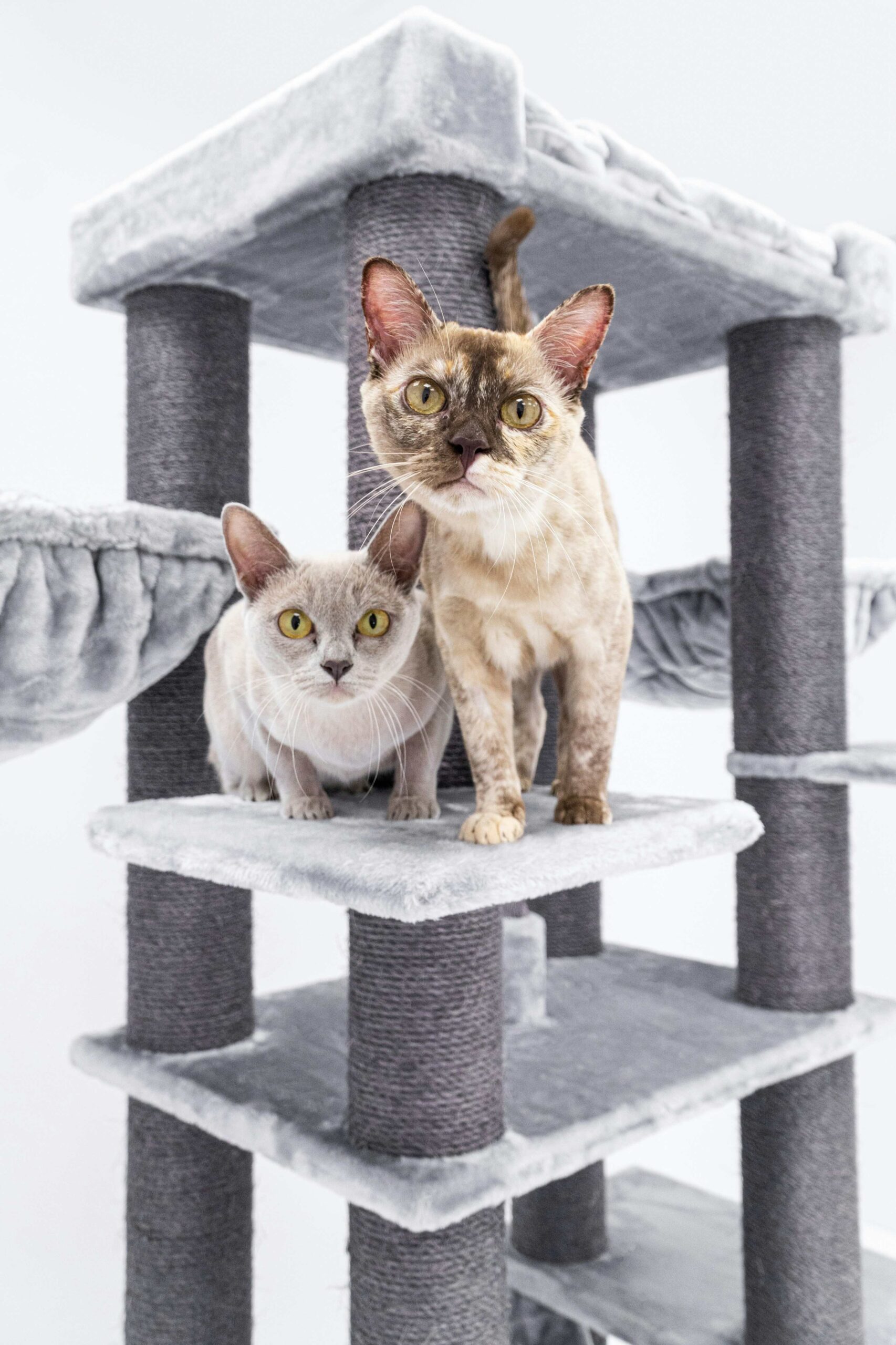 Burmese Cat: Caring for a Breed with Strong Emotional Connections