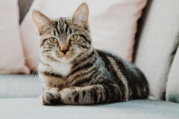 Can Cats Eat Cherries? Exploring Safe Fruits for Felines