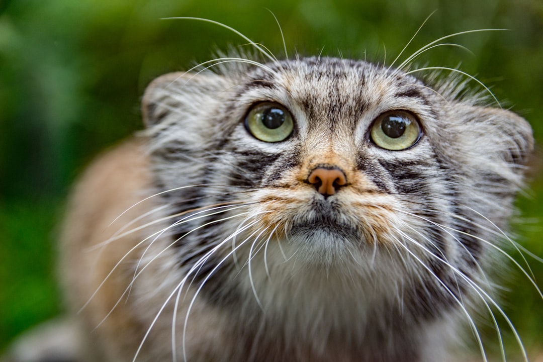 can cats eat lettuce