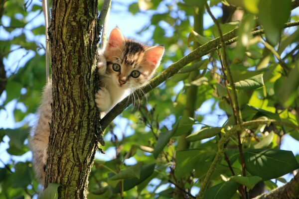 Can Cats Eat Peanuts? What You Should Know About Feline Diet