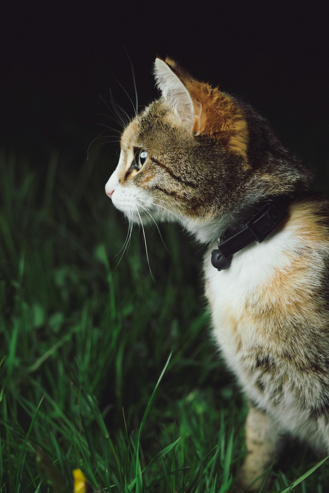 Can Cats Get Parvo? Understanding Feline Health Risks