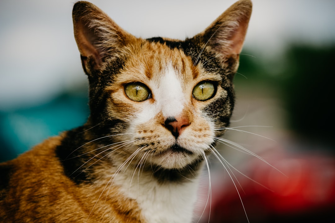 can cats have coconut