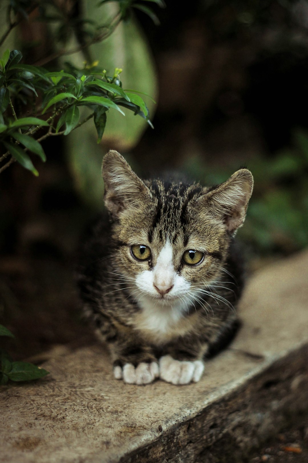 can kittens have catnip