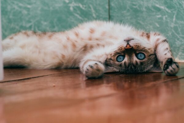 Can Kittens Have Catnip? Safety and Usage Tips for Young Cats