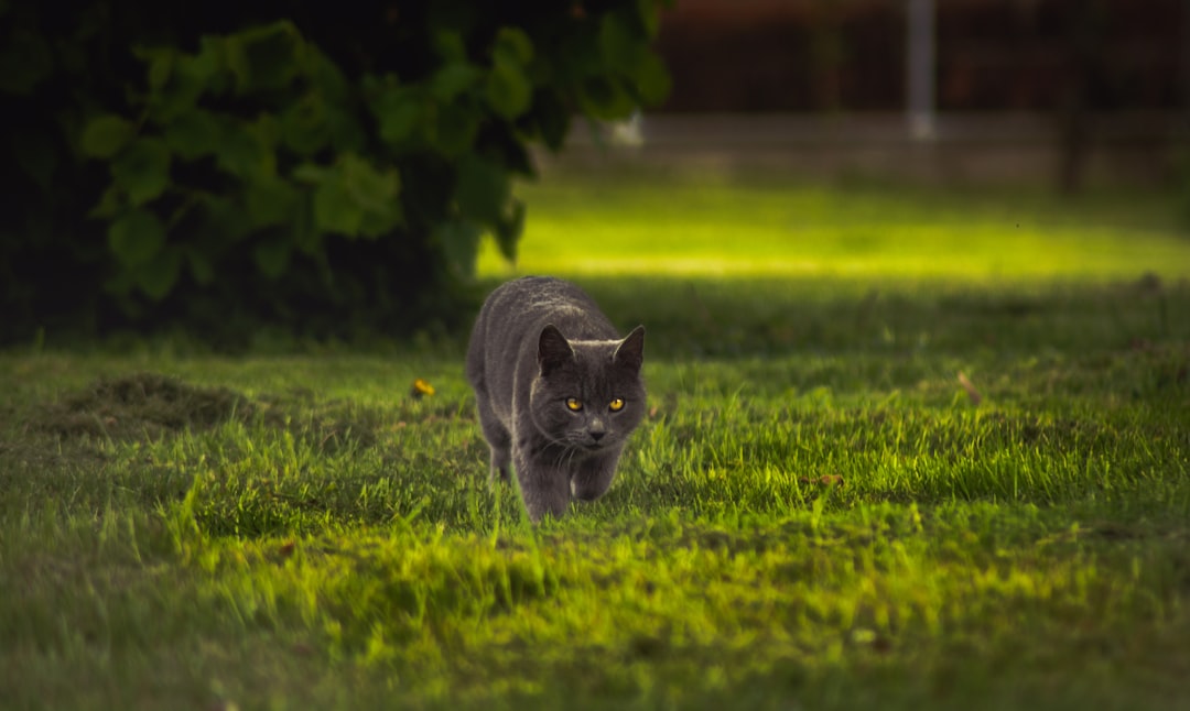 Caring for a Chocolate Cat: What You Need to Know