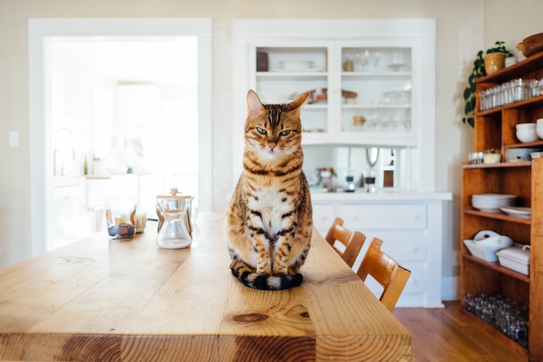 cat coughing