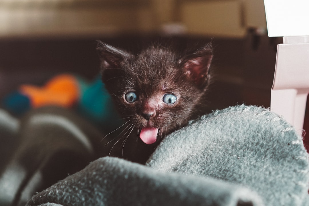 orange tabby kitten care