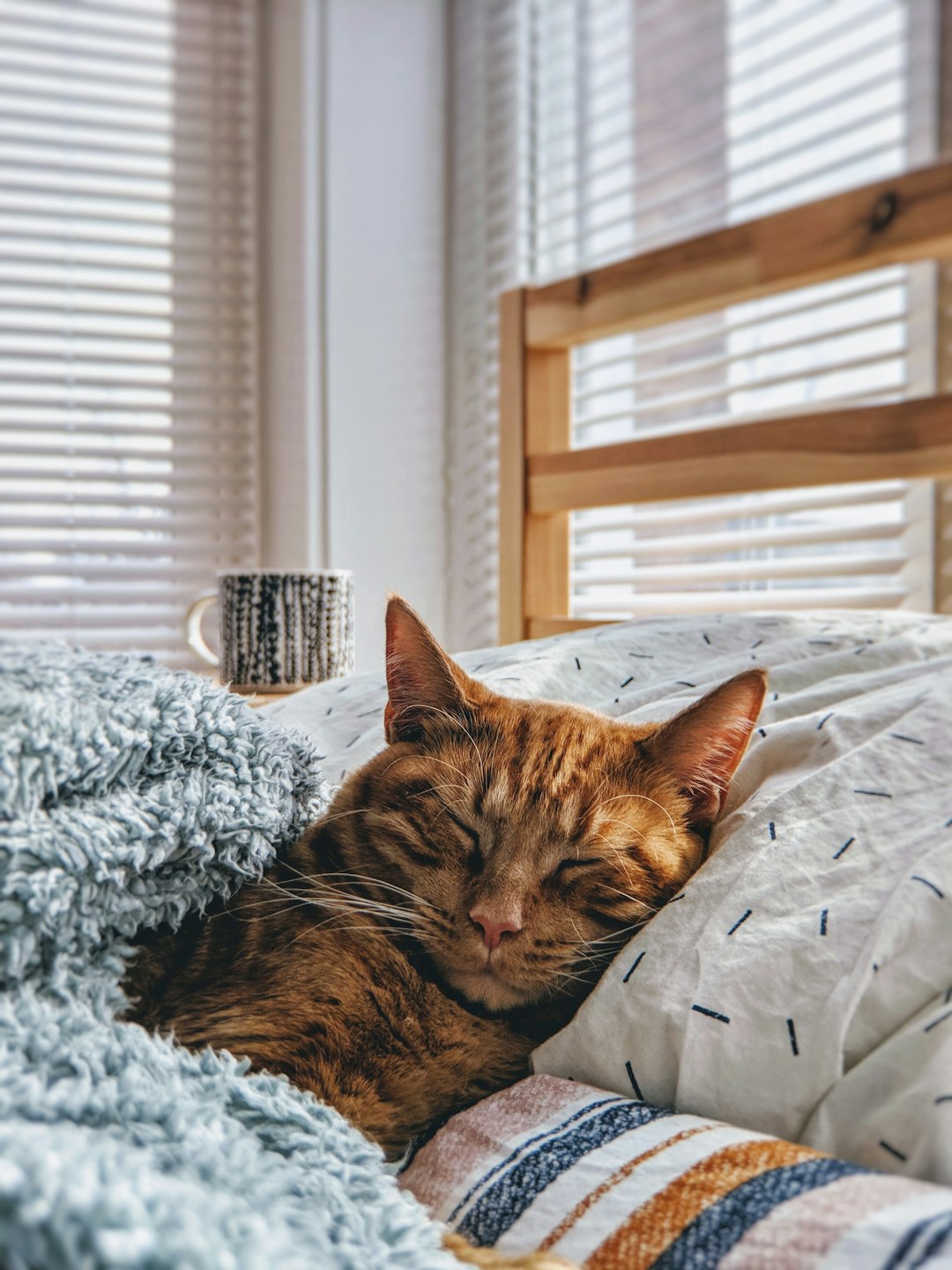 orange tabby kitten care