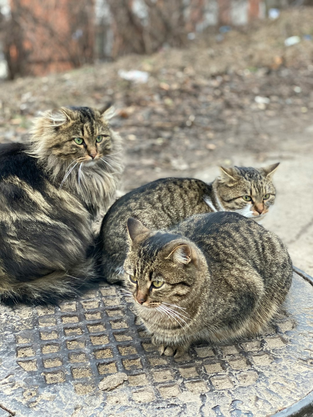 Cat biscuits