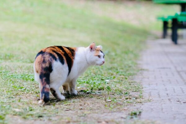 Cat Biscuits: The Best Crunchy Treats for Your Feline Friend