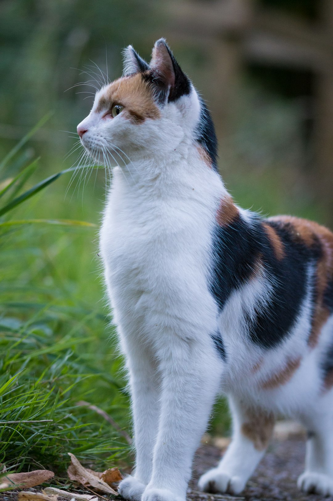 cat body language