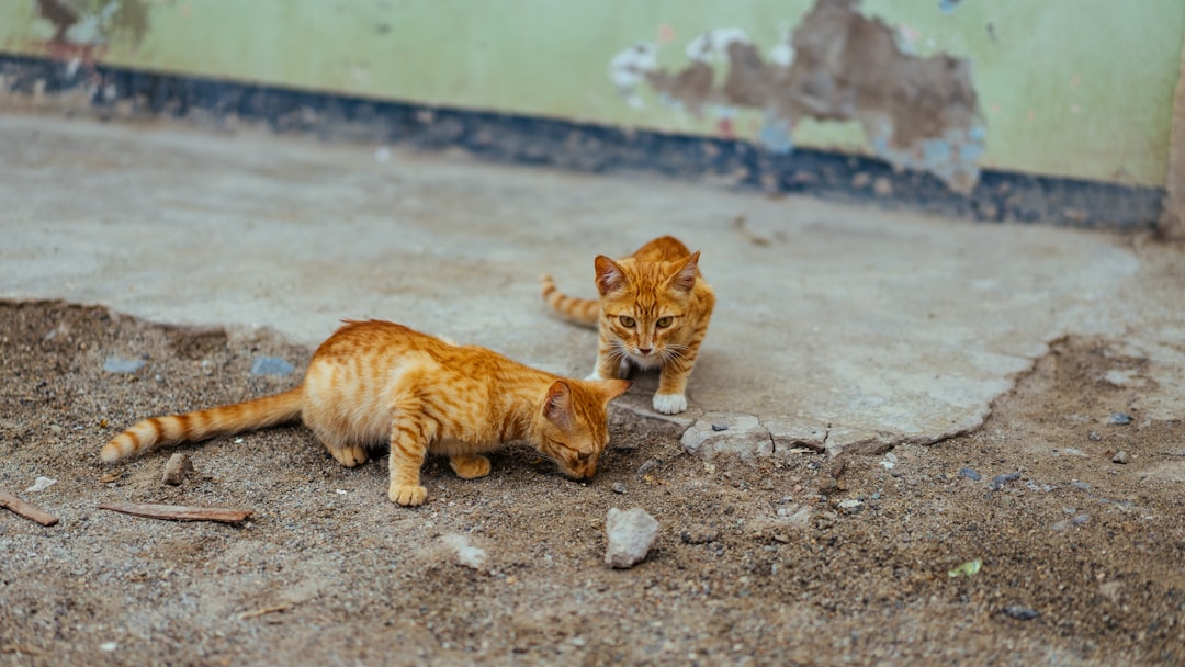 cat litter pellets