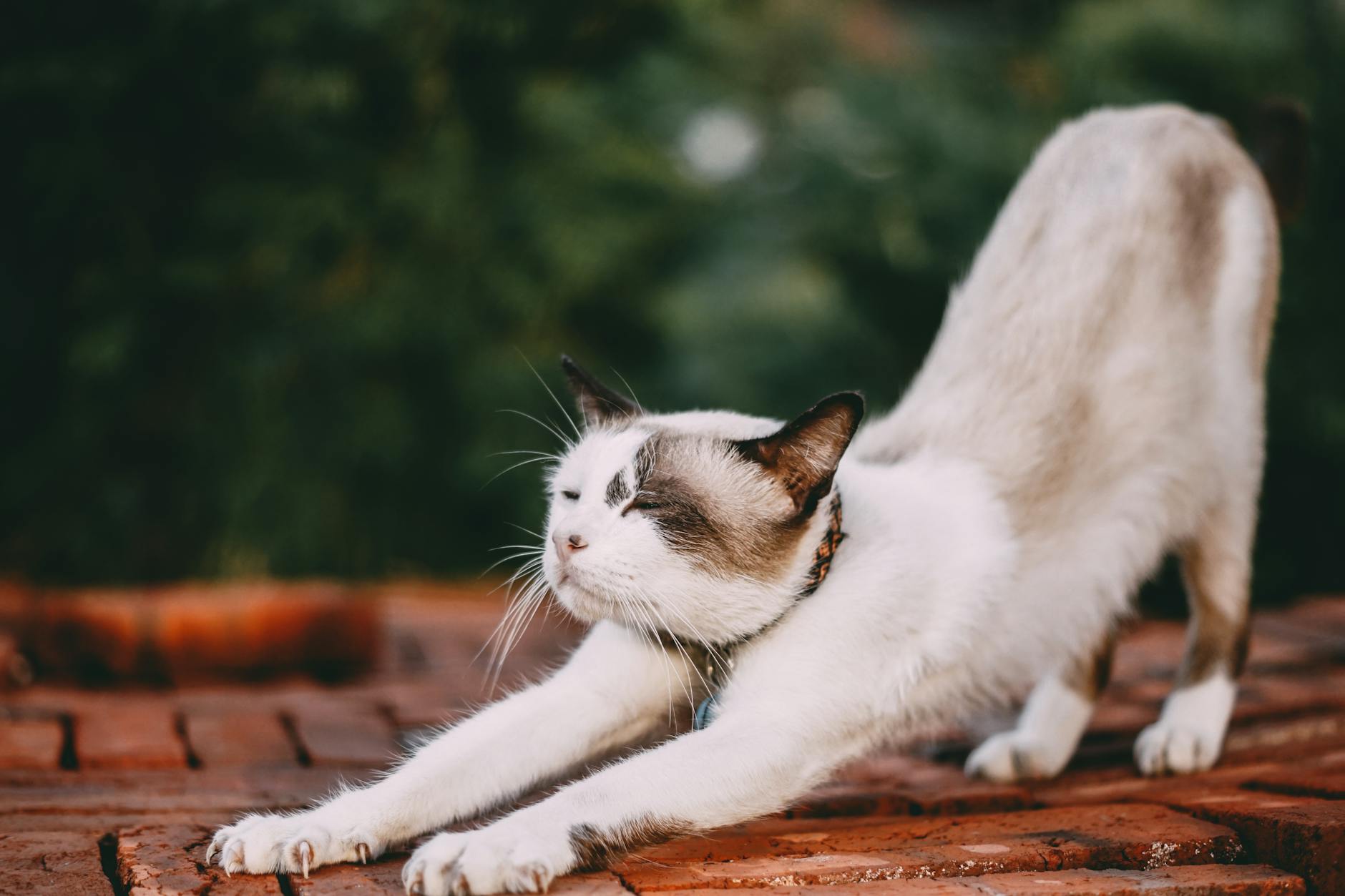 Cat Probiotics: Benefits for Your Feline's Digestive Health