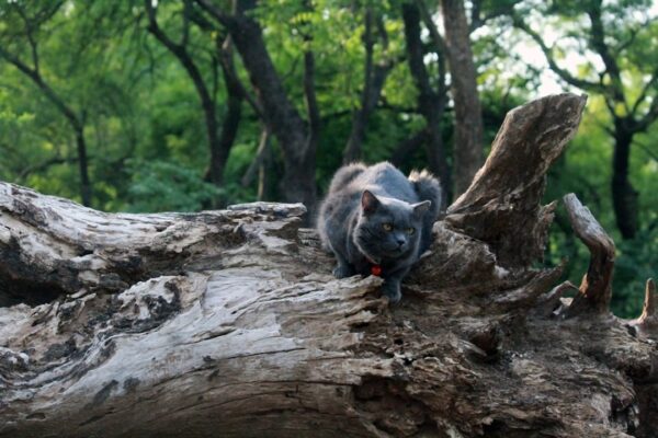 Cat Trees for Large Cats: Top Choices for Big Felines