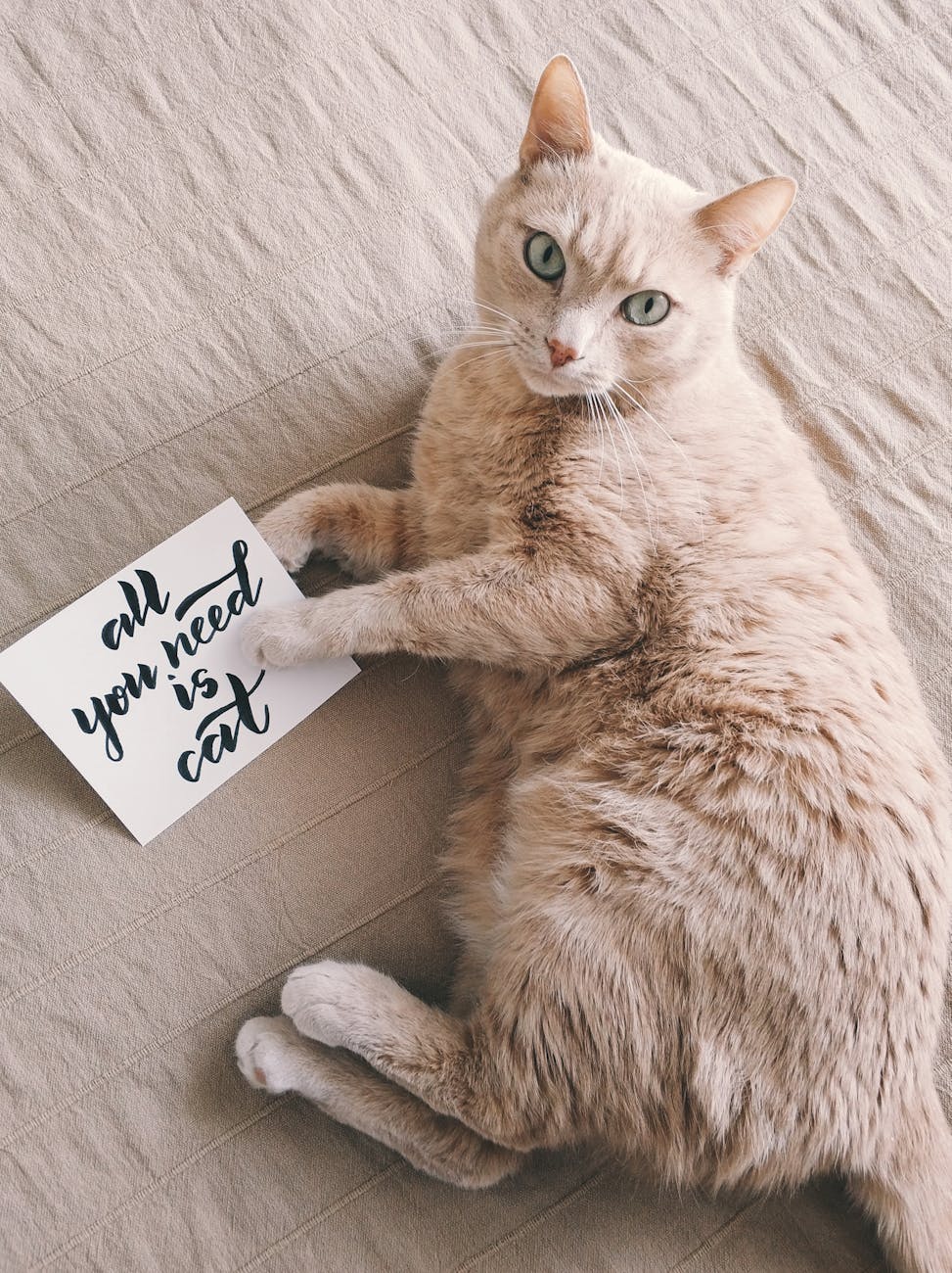 cat vomiting white foam