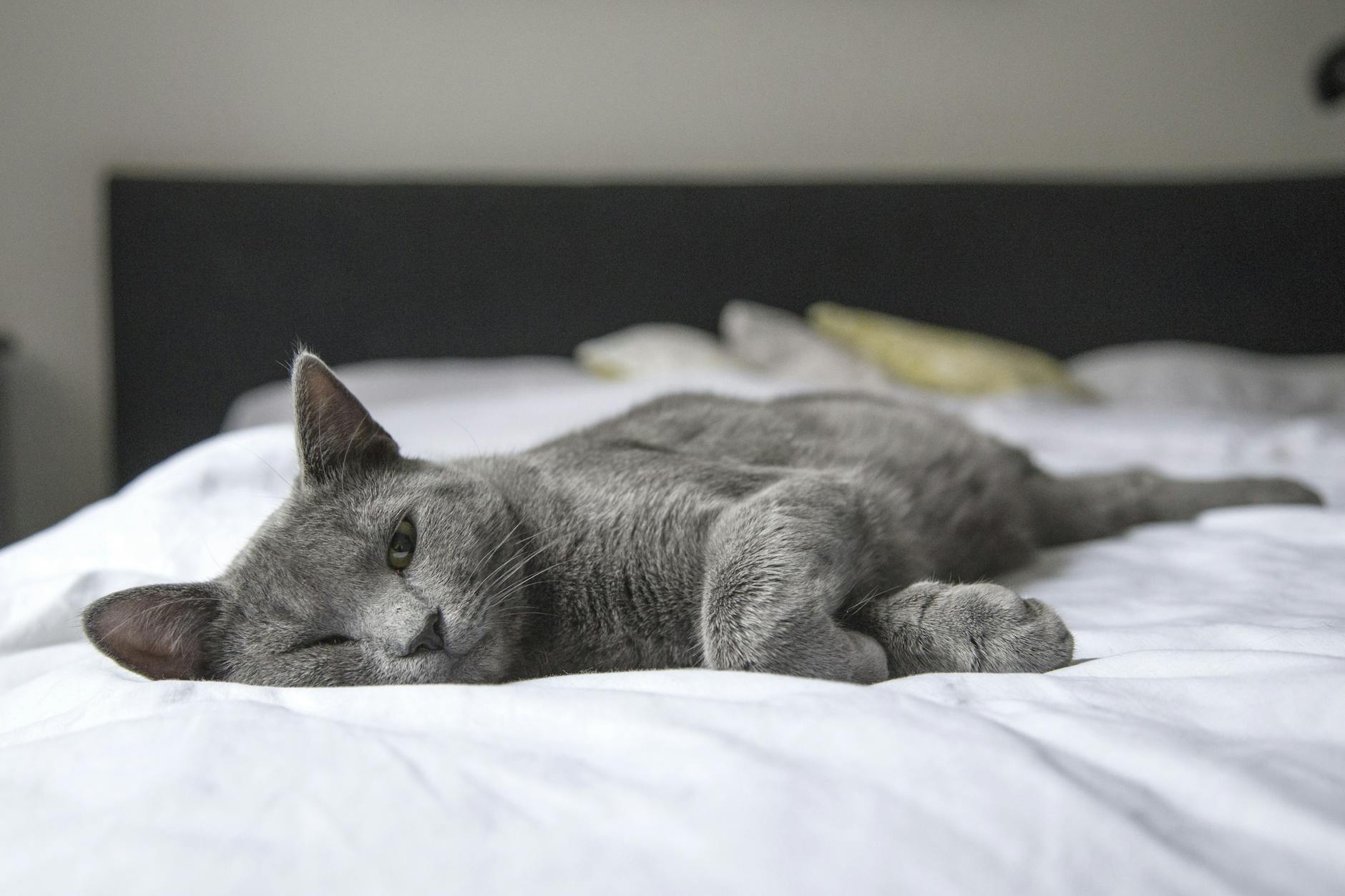 cat vomiting white foam