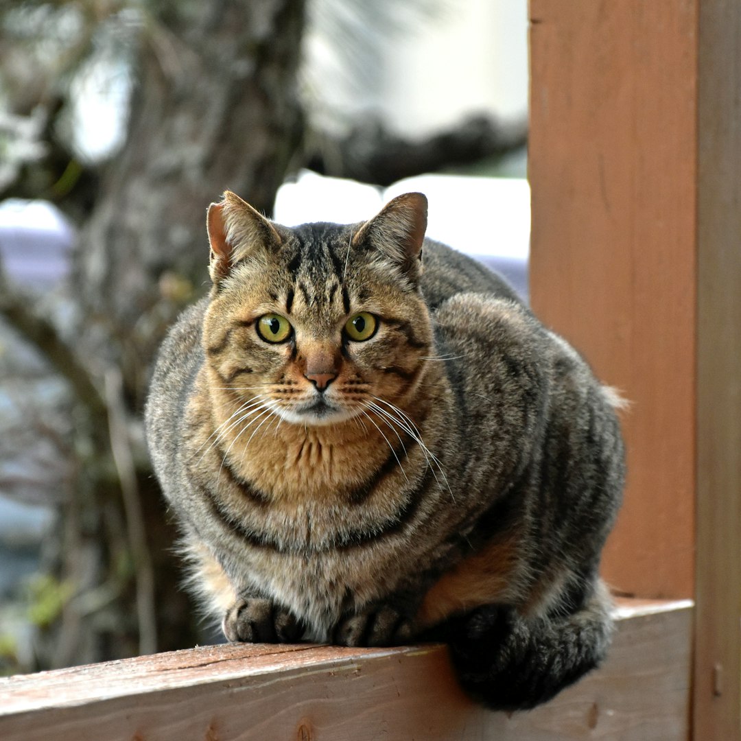 Cheap Cat Litter: Finding Quality Options on a Budget