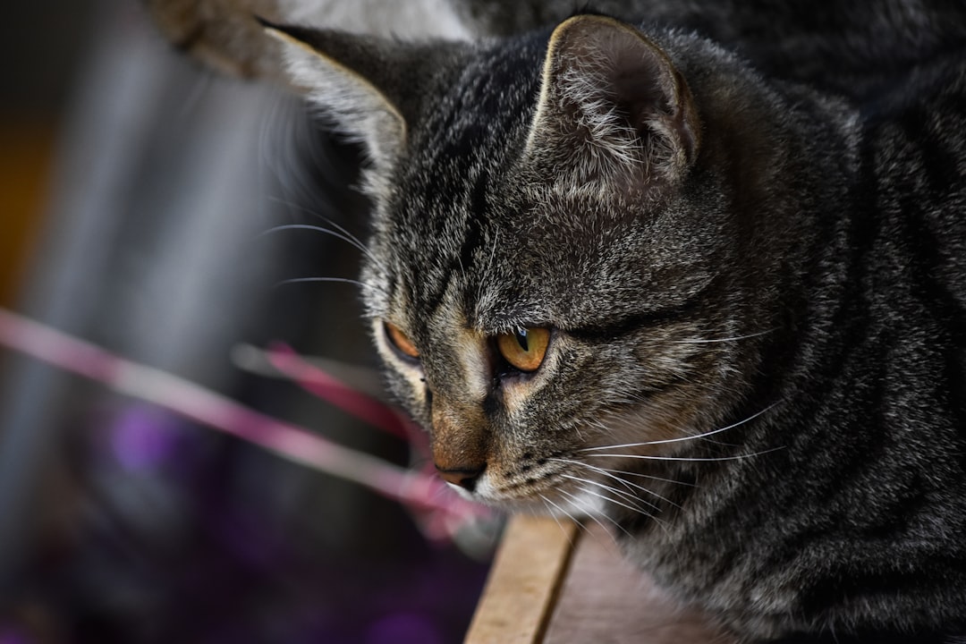 chewy cat litter