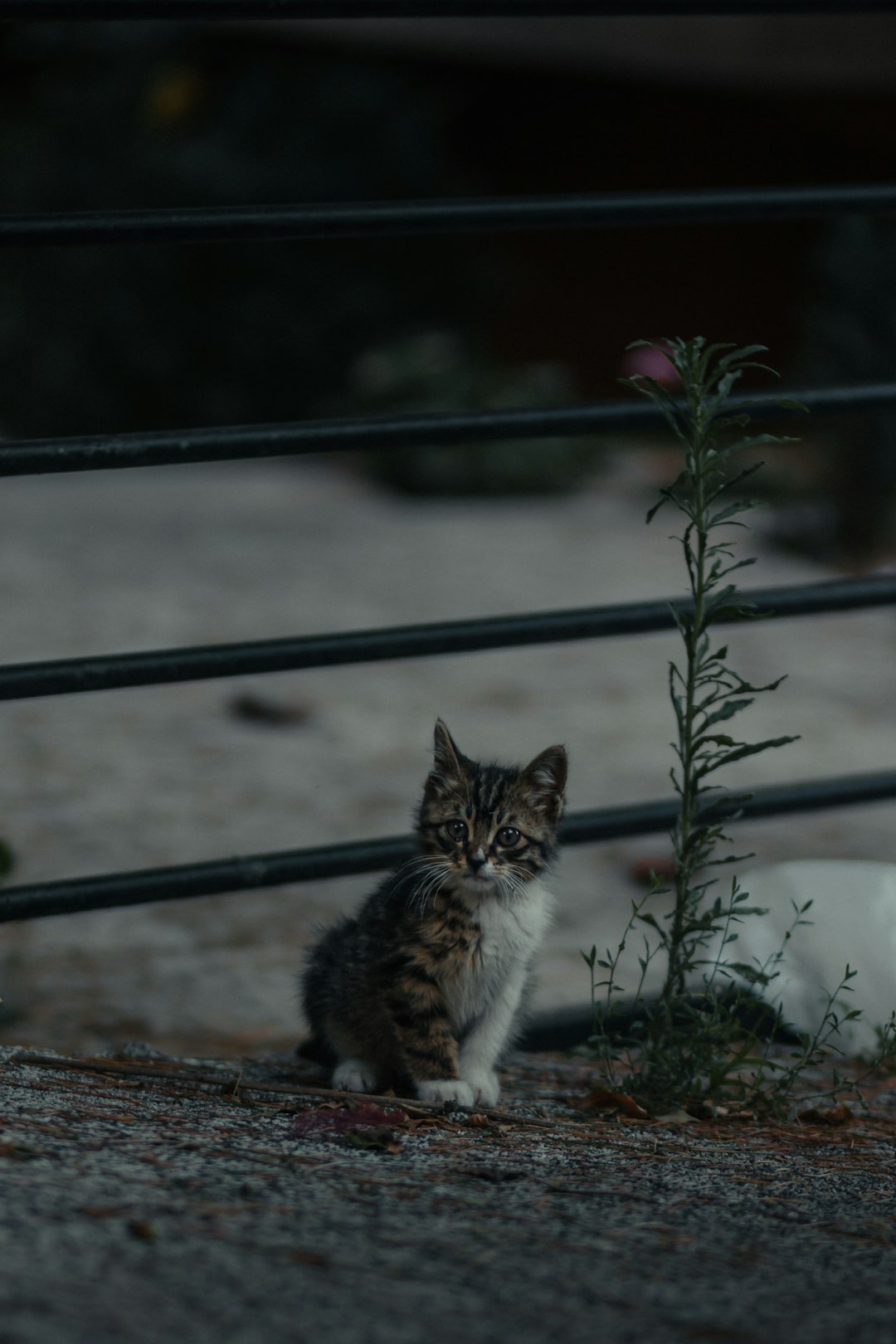 Chewy Cat Litter: Why It's a Popular Choice Among Cat Owners