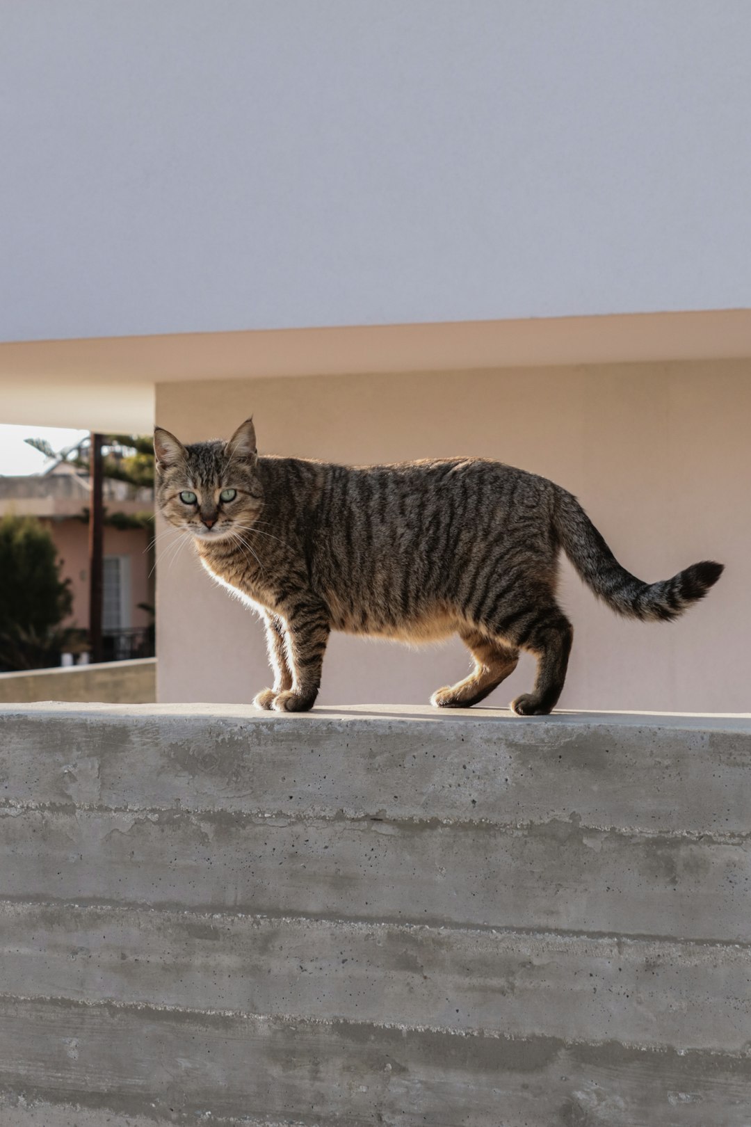 cat towers for large cats