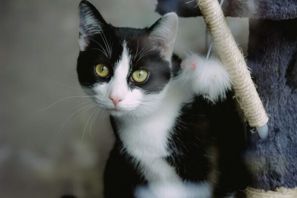 Choosing the Right Cat Collars: Features to Consider