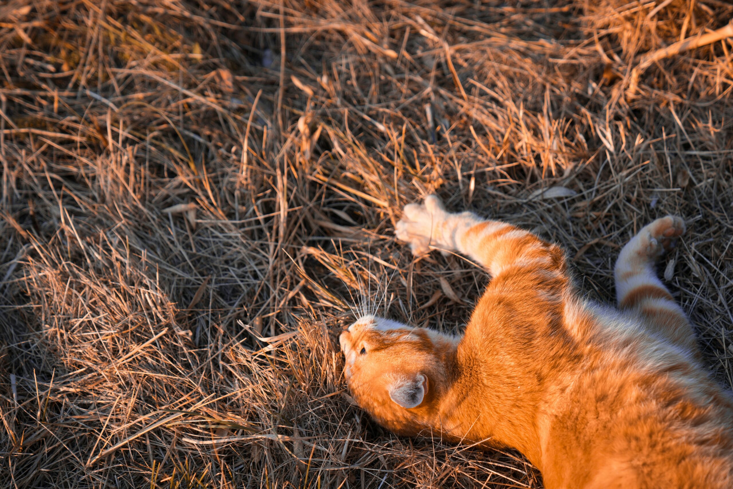 clouded tiger cat