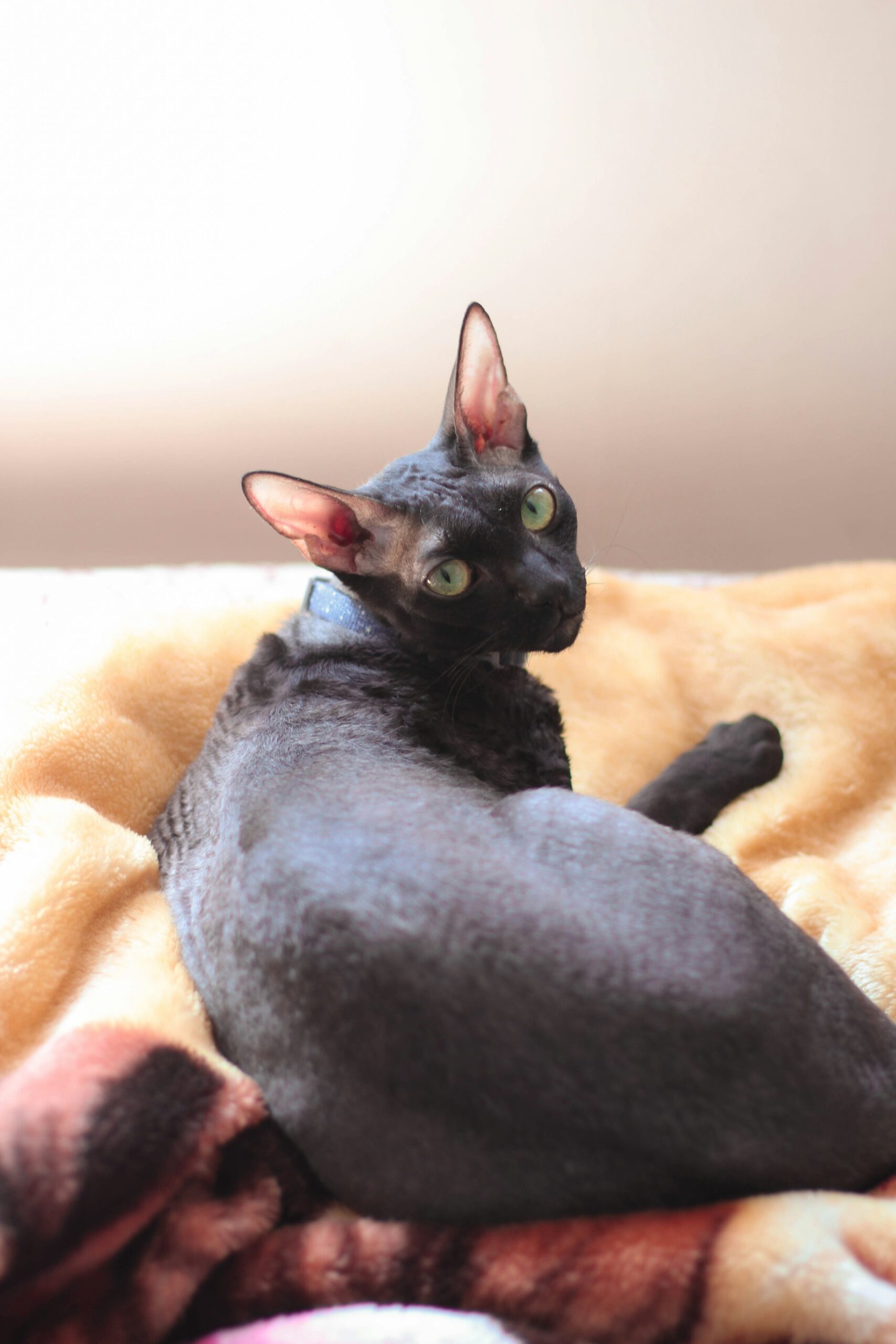 Cornish Rex Cat: Physical Characteristics and Behavioral Traits Explained