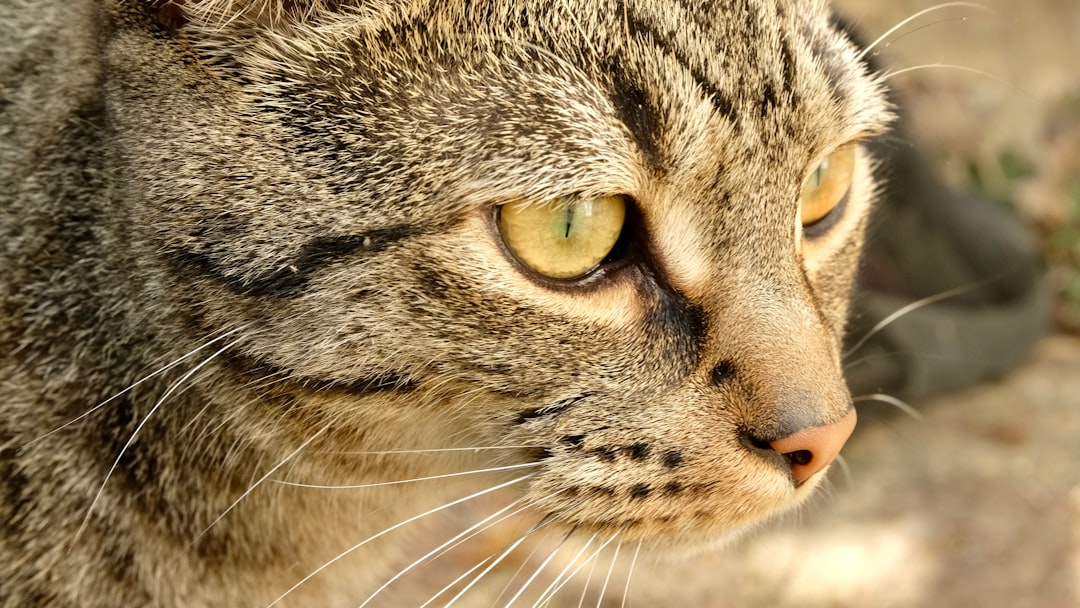 curly fur cat