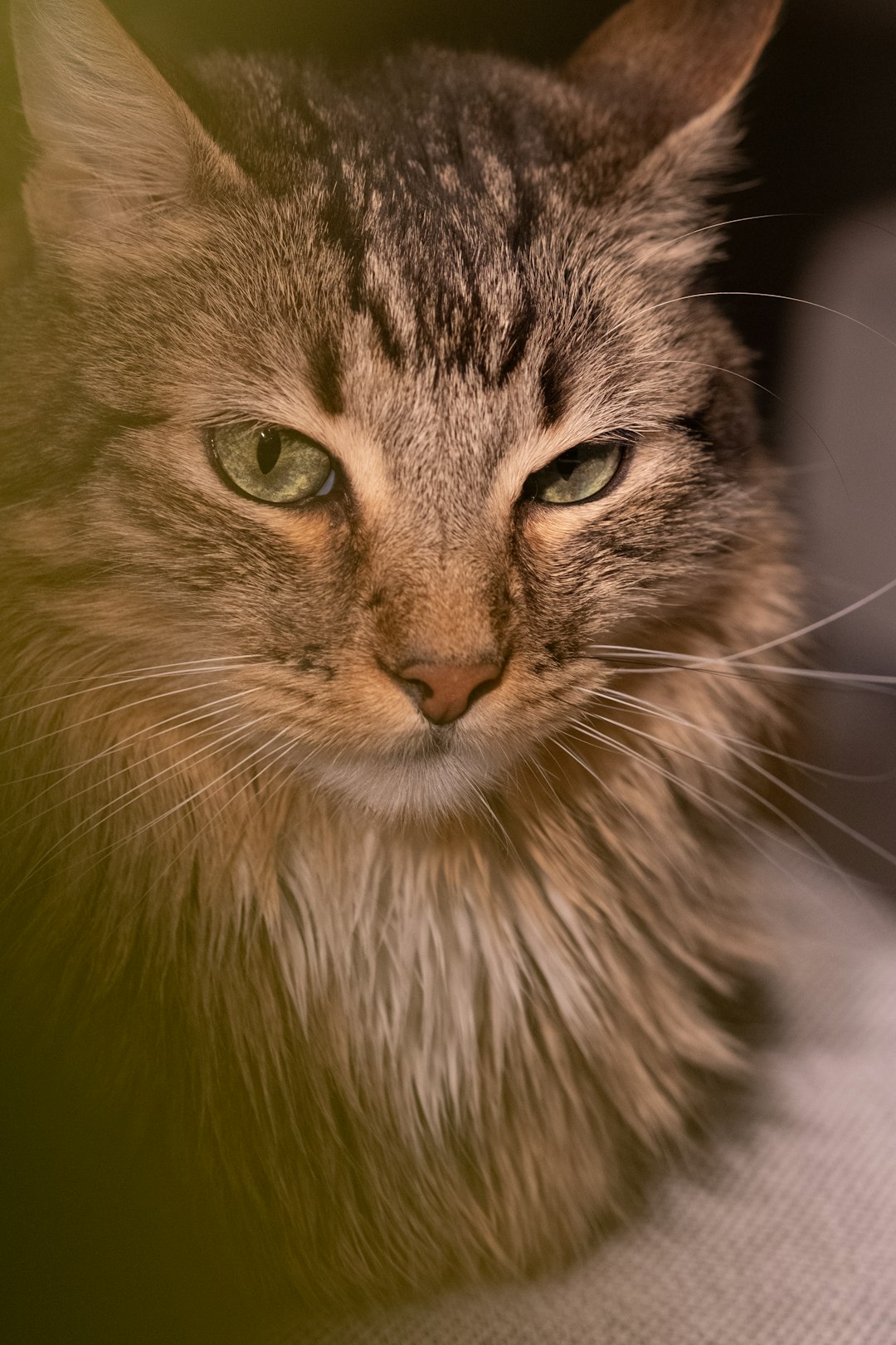 curly fur cat