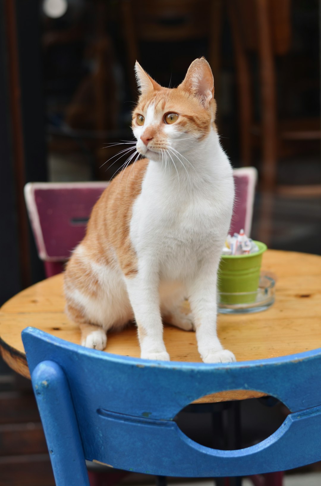 Curly Fur Cats: Adorable Breeds with Unique Coat Types