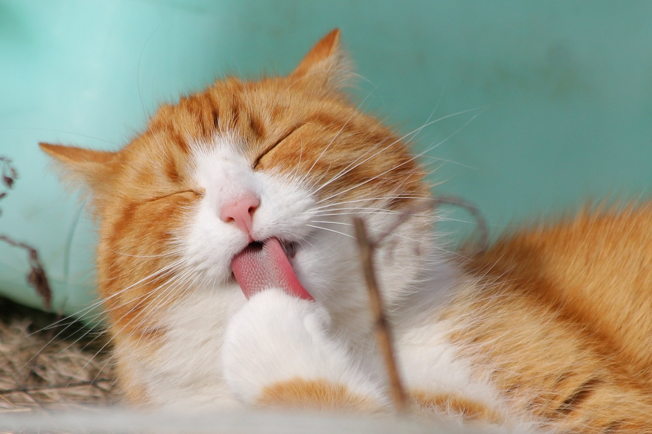 Curly hair cat