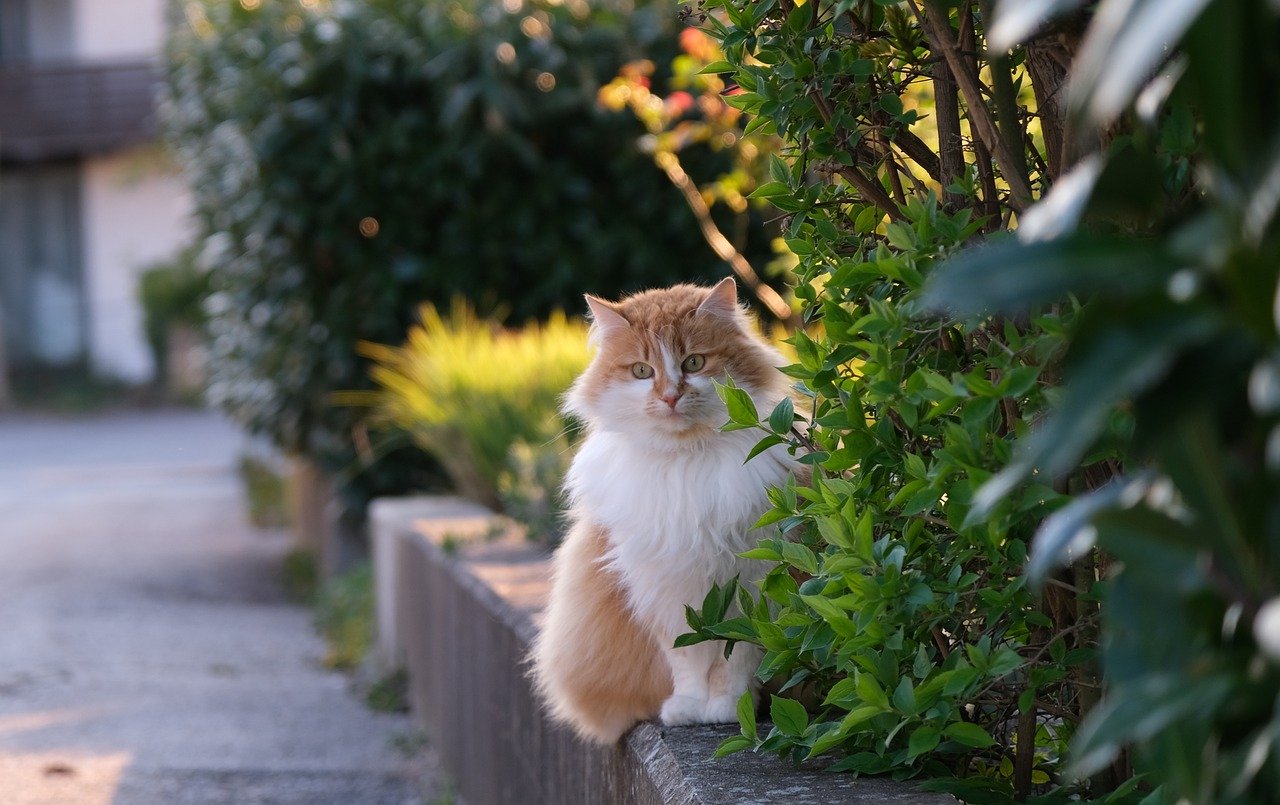 Curly hair cat