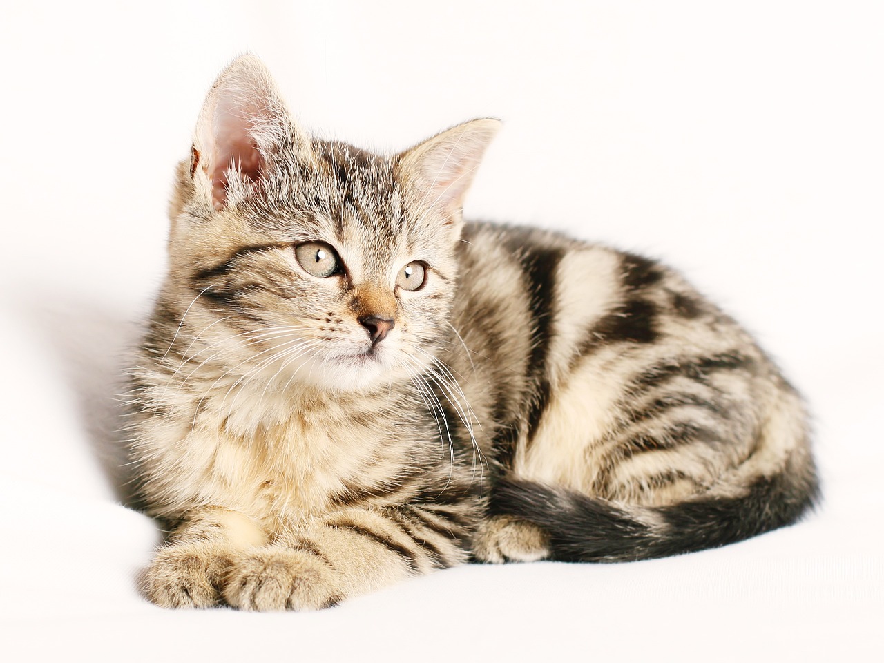 Curly hair cat