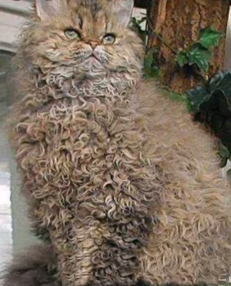 curly haired cat