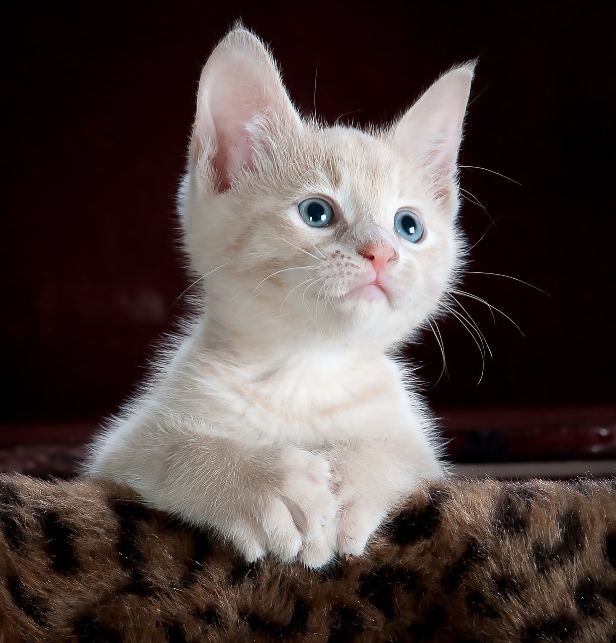 Curly haired cat