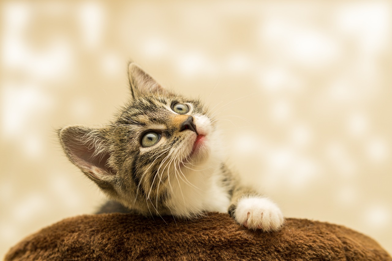 Curly haired cat