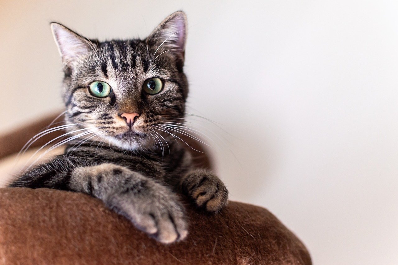 Curly Haired Cat: Features and Care Requirements of This Unique Breed