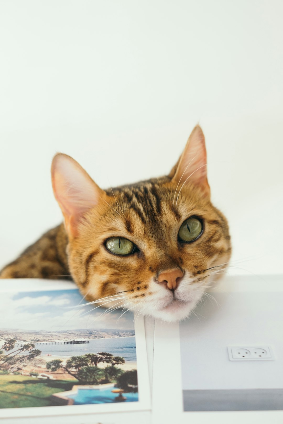 Curly Haired Cat