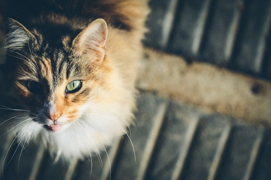 Curly Haired Cat: Understanding the Unique Characteristics of Curlies