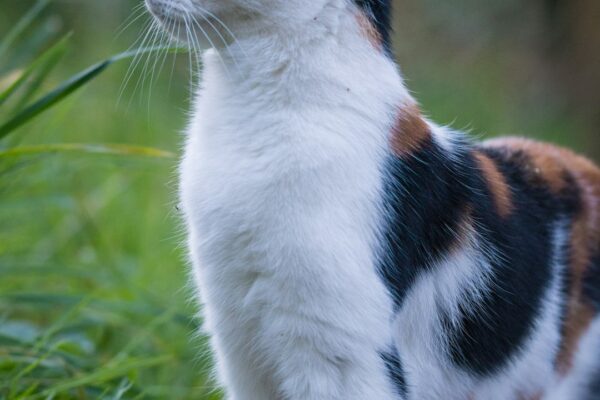 Dangle Test Cat: A Simple Yet Effective Method to Check Your Cat’s Well-being