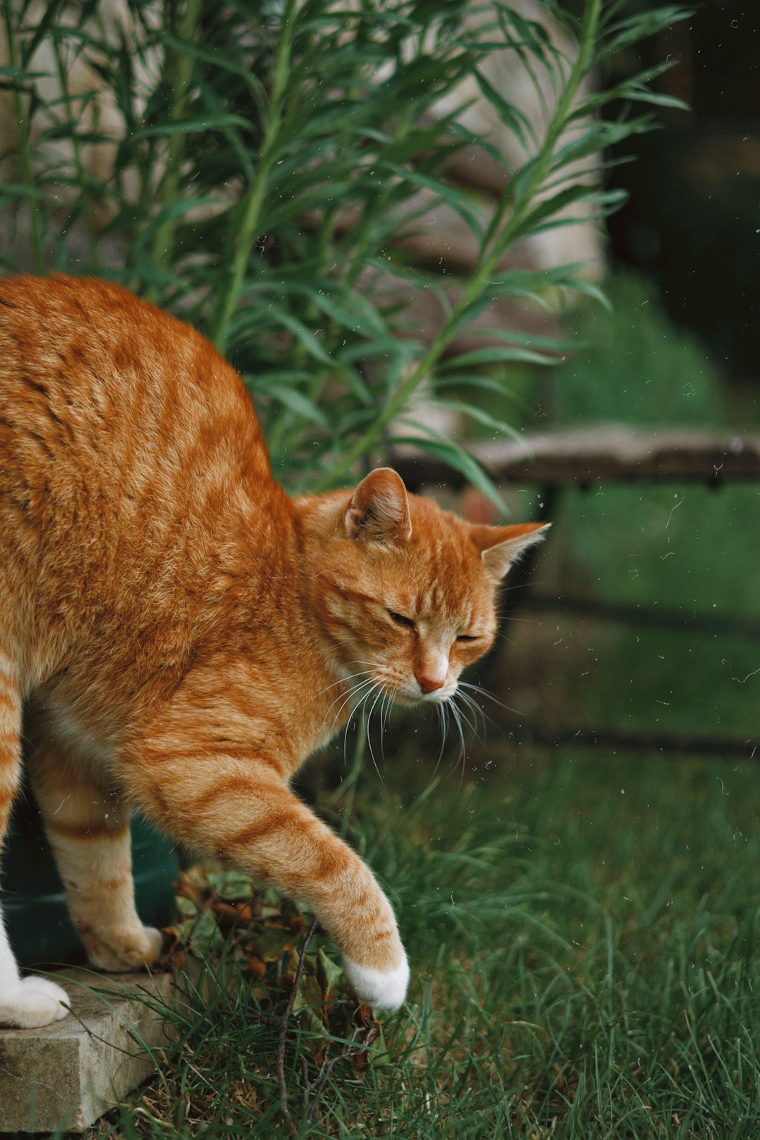 Decoding Cat Meowing: What Your Cat is Trying to Communicate